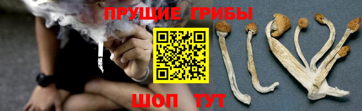 Псилоцибиновые грибы Psilocybe  Вход с VPN  Жуковский 